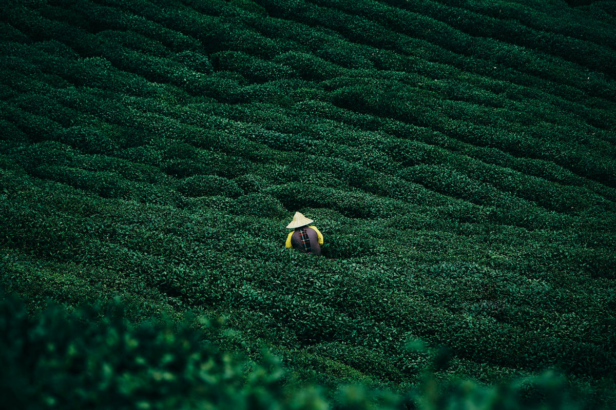 Premium organic teas for individuals and professionals | TEABO ...